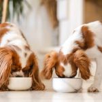 How to Maintain Good Gut Health in Pets