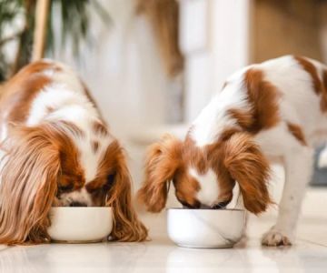 How to Maintain Good Gut Health in Pets