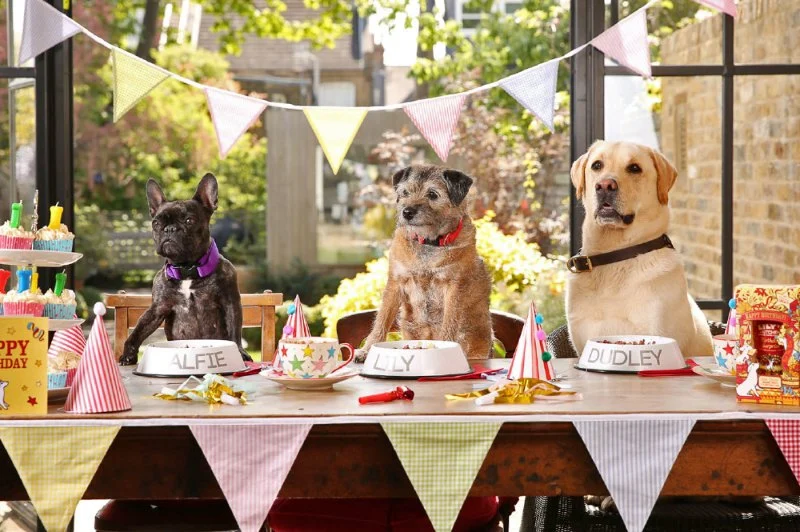 How to Plan a Pet-Friendly Party at Home – Fun Ideas for Your Pets