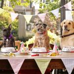 How to Plan a Pet-Friendly Party at Home – Fun Ideas for Your Pets