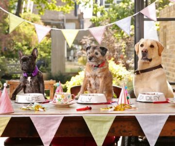 How to Plan a Pet-Friendly Party at Home – Fun Ideas for Your Pets