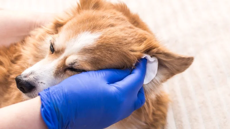 How to Safely Clean Your Pet's Ears and Prevent Ear Issues