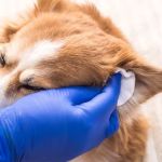 How to Safely Clean Your Pet's Ears and Prevent Ear Issues