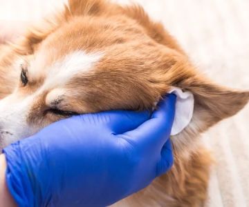 How to Safely Clean Your Pet's Ears and Prevent Ear Issues