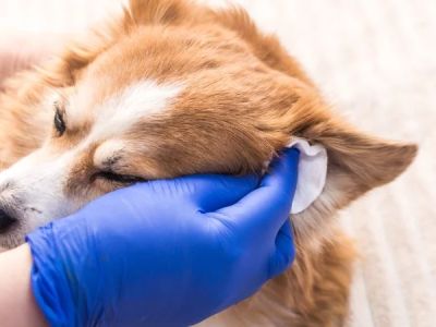How to Safely Clean Your Pet's Ears and Prevent Ear Issues