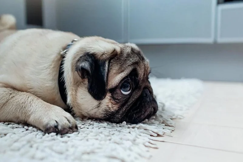 Dealing with Separation Anxiety in Dogs & Cats: Tips and Solutions