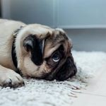 Dealing with Separation Anxiety in Dogs & Cats: Tips and Solutions