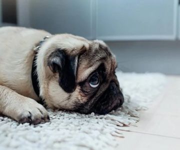 Dealing with Separation Anxiety in Dogs & Cats: Tips and Solutions