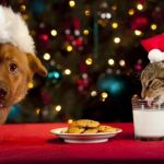 Holiday Pet Diet Safety: Foods to Avoid & Safe Treats