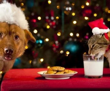 Holiday Pet Diet Safety: Foods to Avoid & Safe Treats