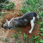 Stopping Pet Digging Behavior: Yard & Indoor Tips