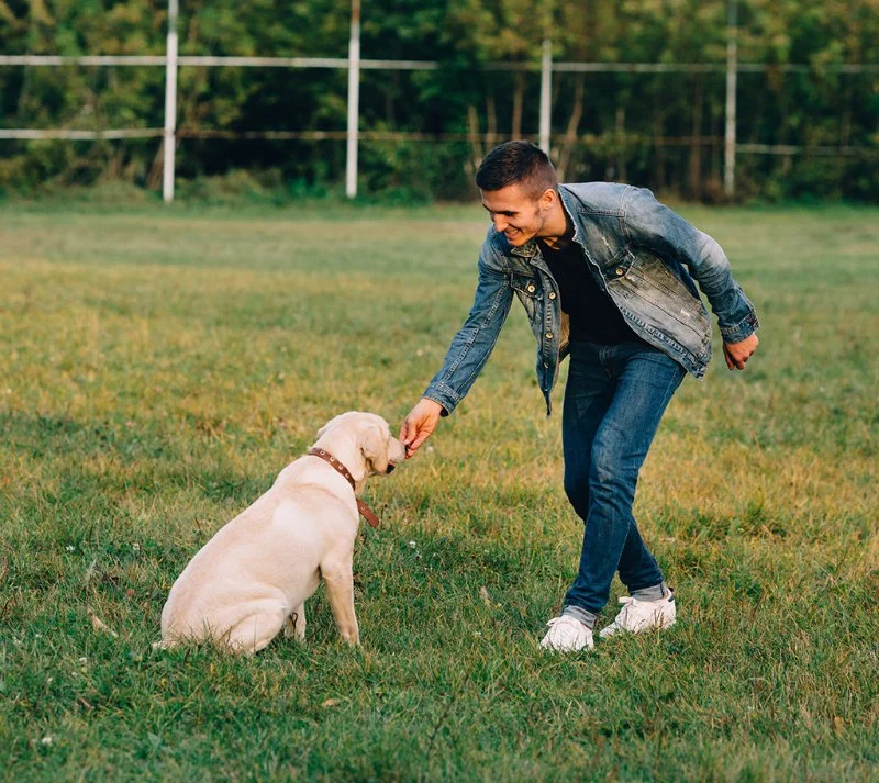 How to Encourage Recall in Off-Leash Training
