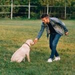 How to Encourage Recall in Off-Leash Training