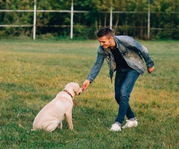 How to Encourage Recall in Off-Leash Training