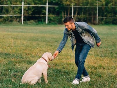 How to Encourage Recall in Off-Leash Training