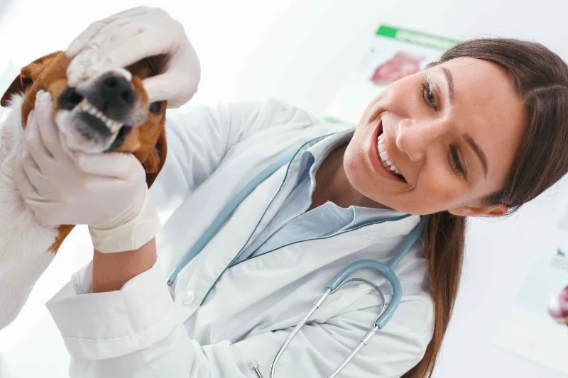 Veterinary Dentistry: What You Didn’t Know but Should