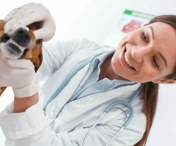 Veterinary Dentistry: What You Didn’t Know but Should
