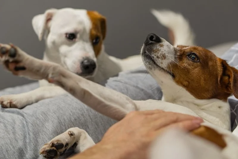 How to Handle Pet Jealousy When You Have More Than One Pet