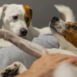 How to Handle Pet Jealousy When You Have More Than One Pet