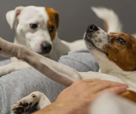 How to Handle Pet Jealousy When You Have More Than One Pet