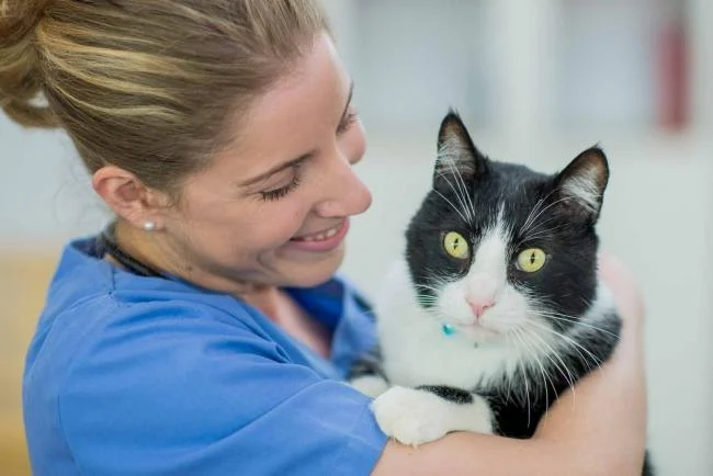 How to Make Vet Visits Less Stressful for Pets