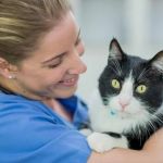 How to Make Vet Visits Less Stressful for Pets