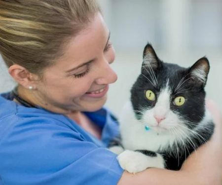 How to Make Vet Visits Less Stressful for Pets