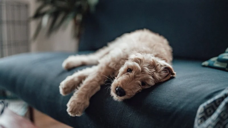 What Causes Pet Lethargy? Understanding Underlying Conditions to Check