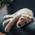 What Causes Pet Lethargy? Understanding Underlying Conditions to Check