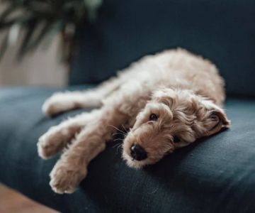What Causes Pet Lethargy? Understanding Underlying Conditions to Check