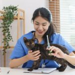 The Best Online Communities for Pet Health Advice (and Their Risks)
