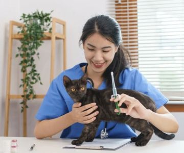 The Best Online Communities for Pet Health Advice (and Their Risks)