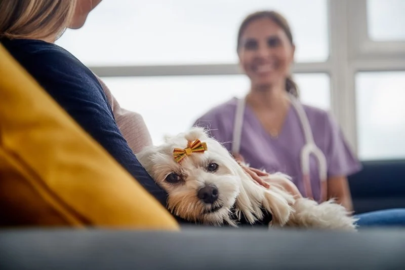 Comparing Pet Telehealth Services: What to Look For in Online Veterinary Care