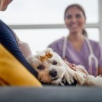 Comparing Pet Telehealth Services: What to Look For in Online Veterinary Care