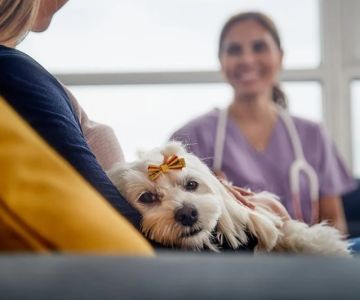 Comparing Pet Telehealth Services: What to Look For in Online Veterinary Care
