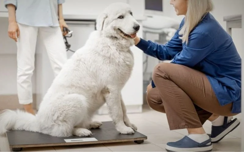 Monitoring Pet Weight: Tools & Strategies for a Healthy Pet