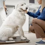 Monitoring Pet Weight: Tools & Strategies for a Healthy Pet