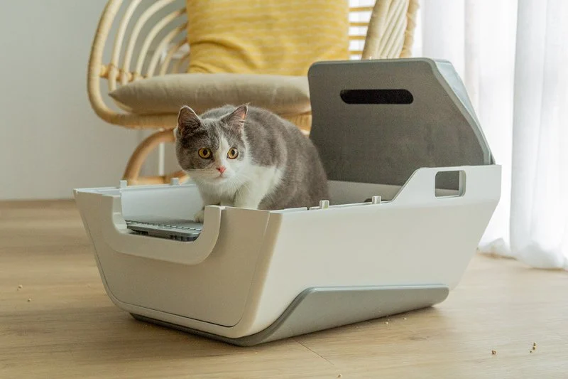 How Smart Litter Boxes Help Monitor Cat Health
