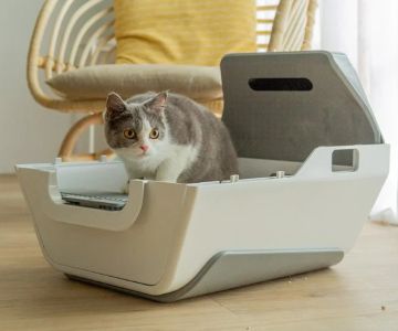 How Smart Litter Boxes Help Monitor Cat Health