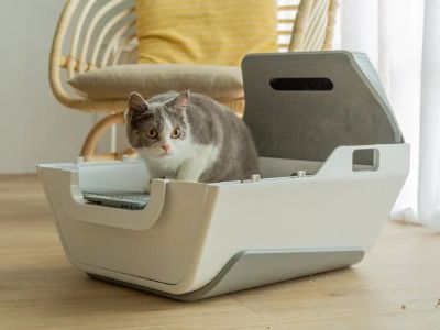 How Smart Litter Boxes Help Monitor Cat Health