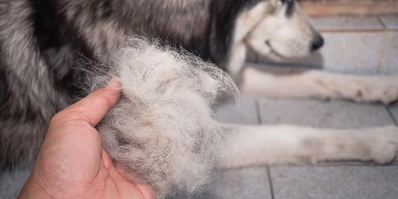 How Seasonal Shedding Affects Pet Health and What to Do
