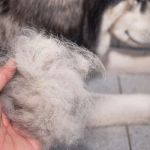 How Seasonal Shedding Affects Pet Health and What to Do