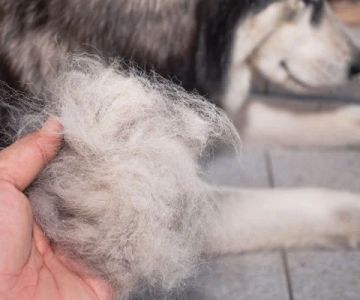 How Seasonal Shedding Affects Pet Health and What to Do