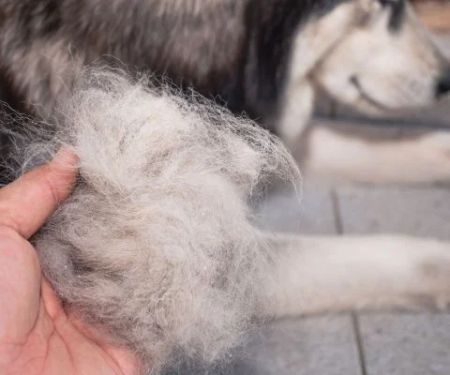 How Seasonal Shedding Affects Pet Health and What to Do