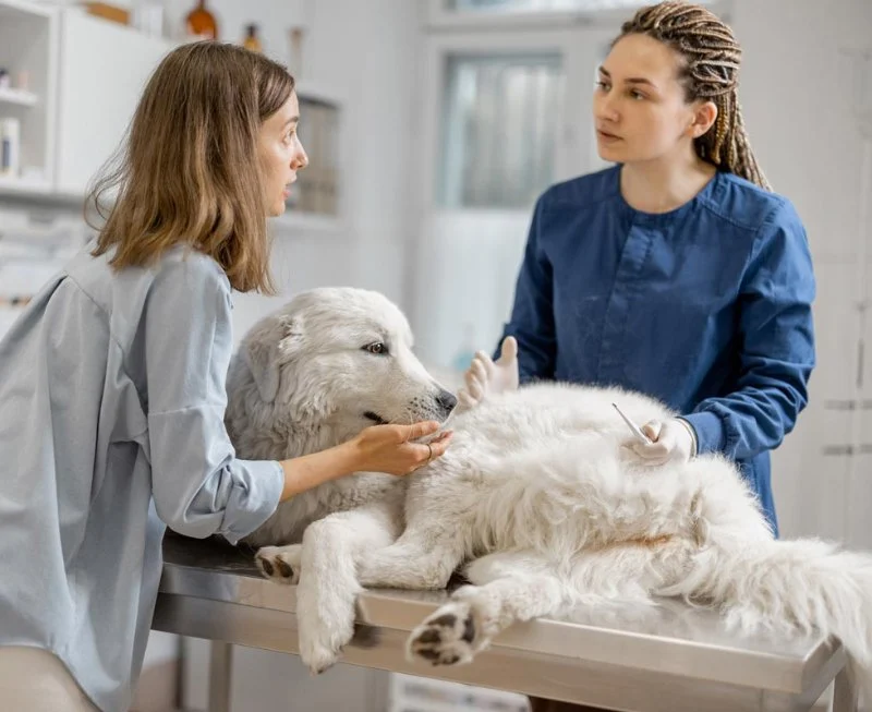 How to Turn a Pet Health Obsessed Owner Into an Informed Owner