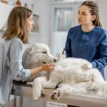 How to Turn a Pet Health Obsessed Owner Into an Informed Owner