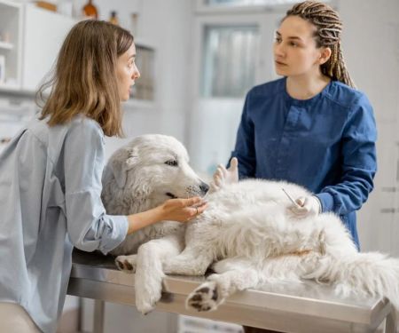 How to Turn a Pet Health Obsessed Owner Into an Informed Owner