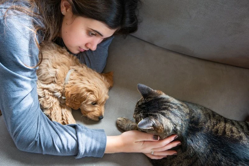 How to Introduce a New Puppy or Kitten to Existing Pets