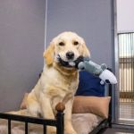 How to Choose the Best Pet Boarding or Daycare Facility