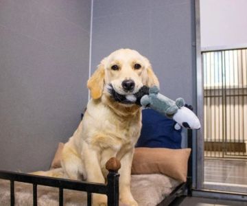 How to Choose the Best Pet Boarding or Daycare Facility